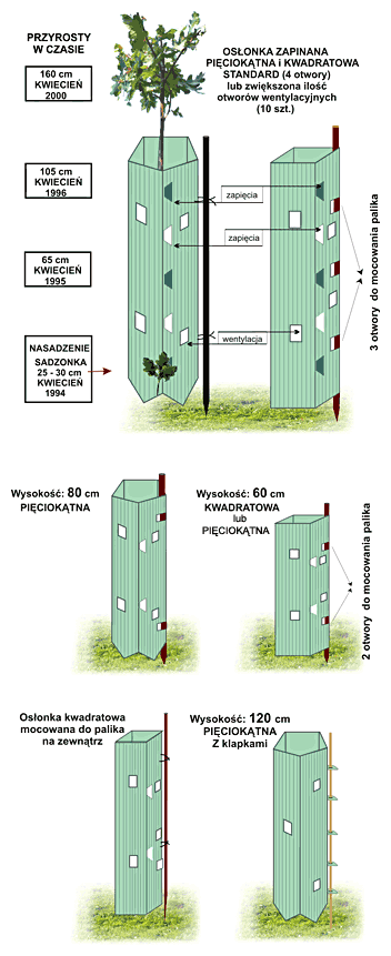 Obrazek indywidualna osłonka na drzewka - wzrost drzewka w czasie